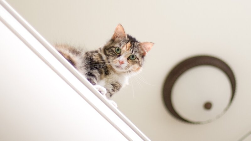 cat on a shelf looking down