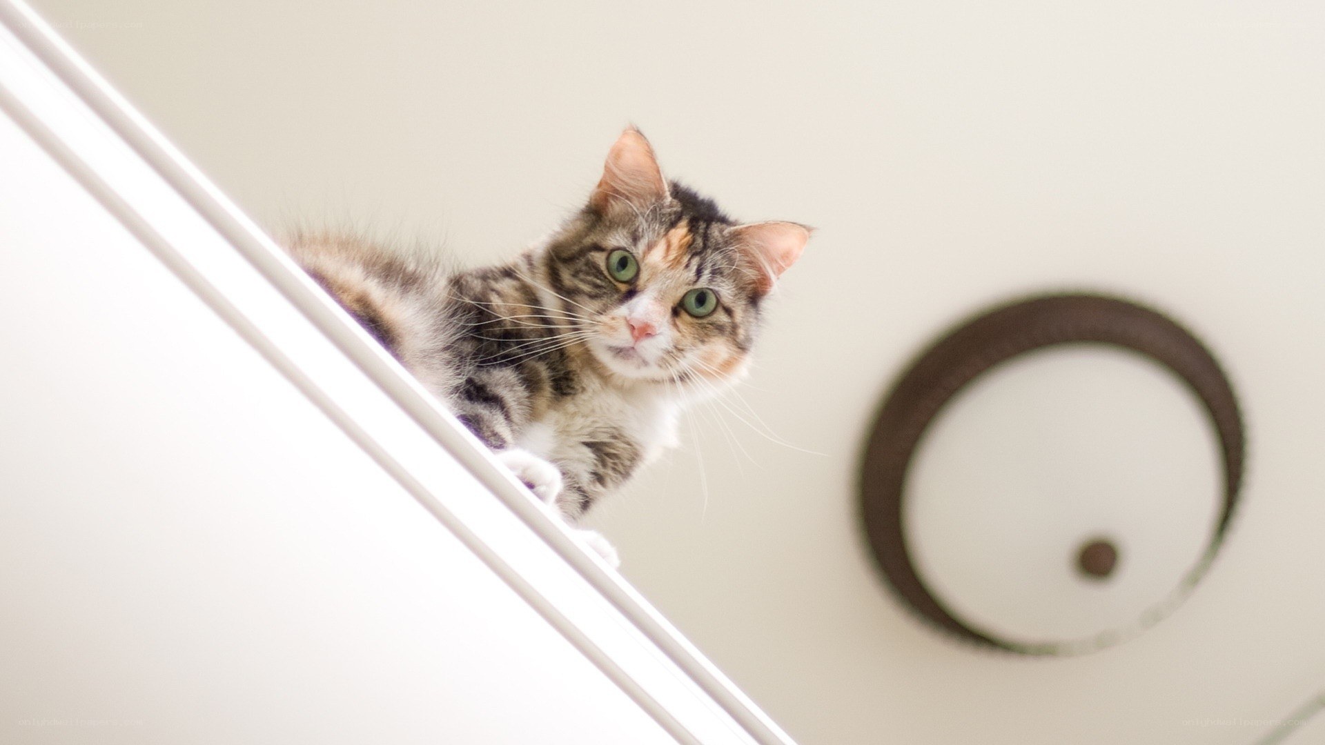 cat on a shelf looking down