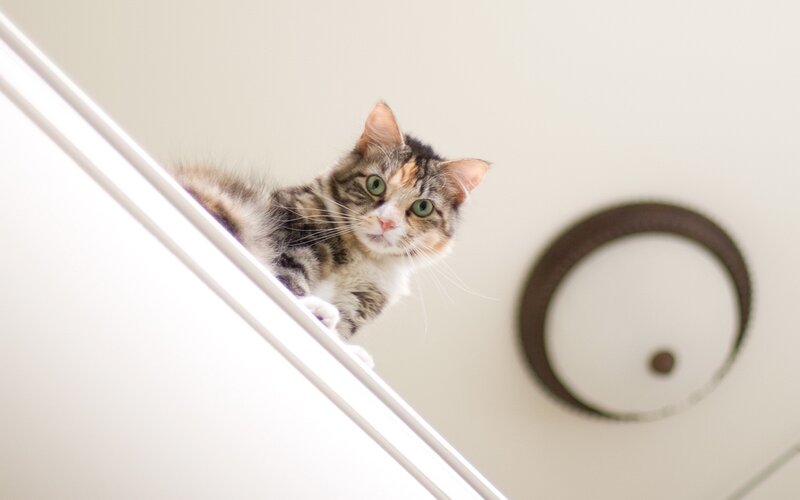 cat on a shelf