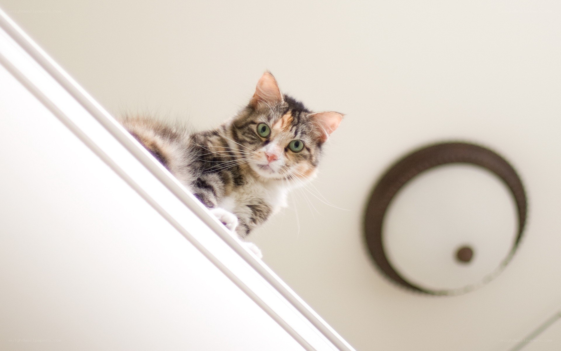 cat on a shelf
