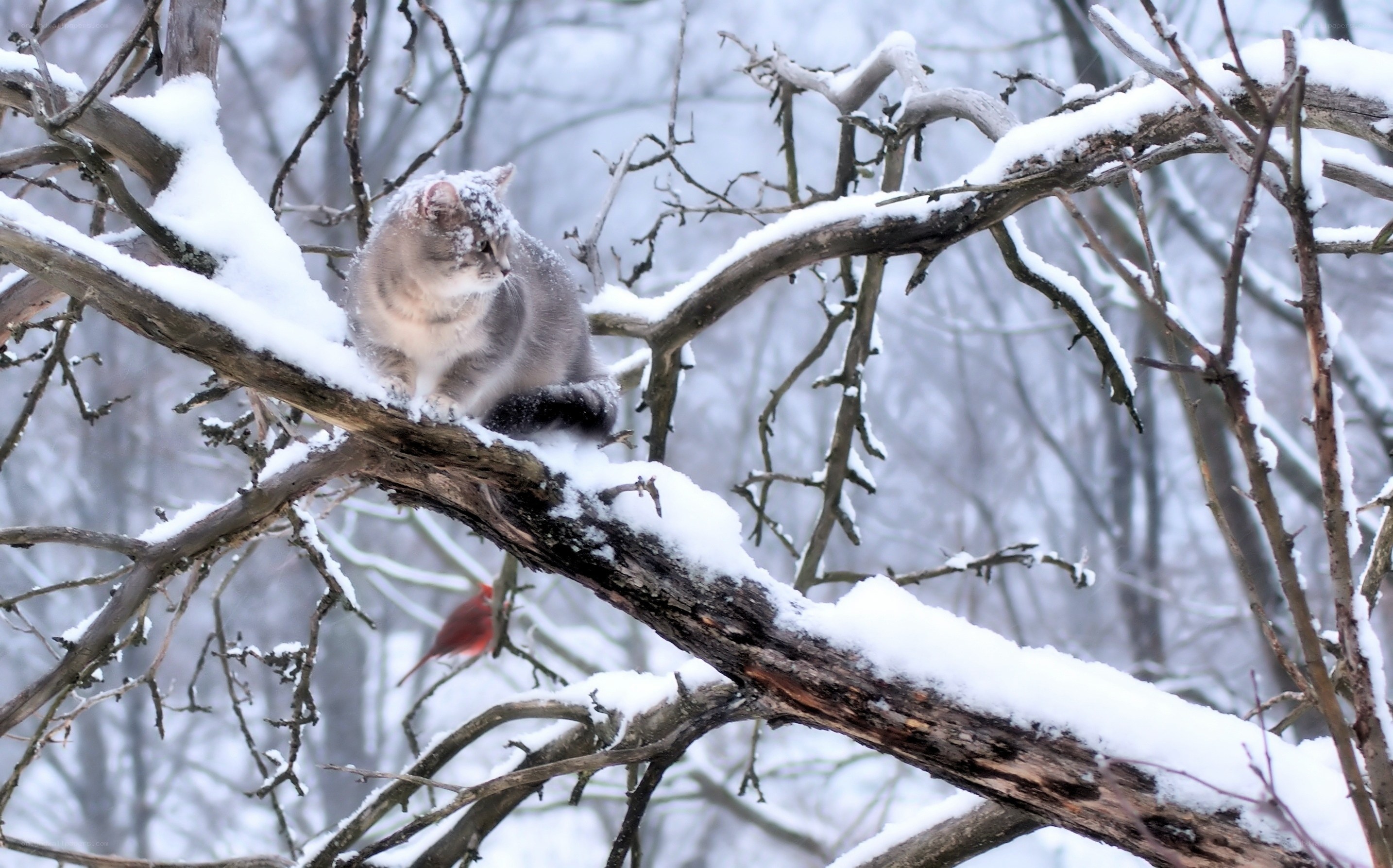 Cat on a snowy branch
