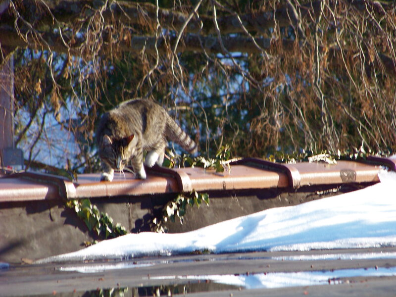 Cat on a snowy roof