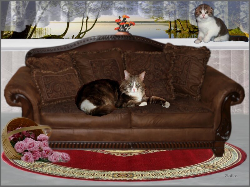 Cat on a Sofa