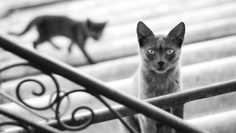 Cat on a staircase