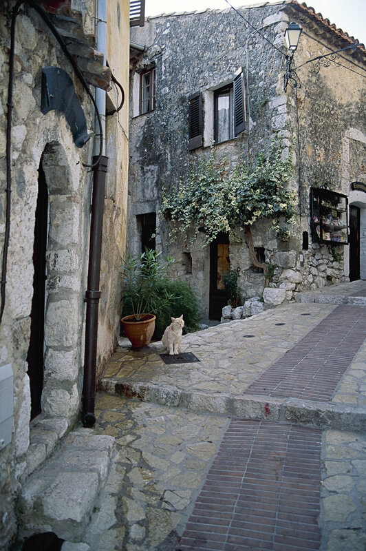 cat on a stone street