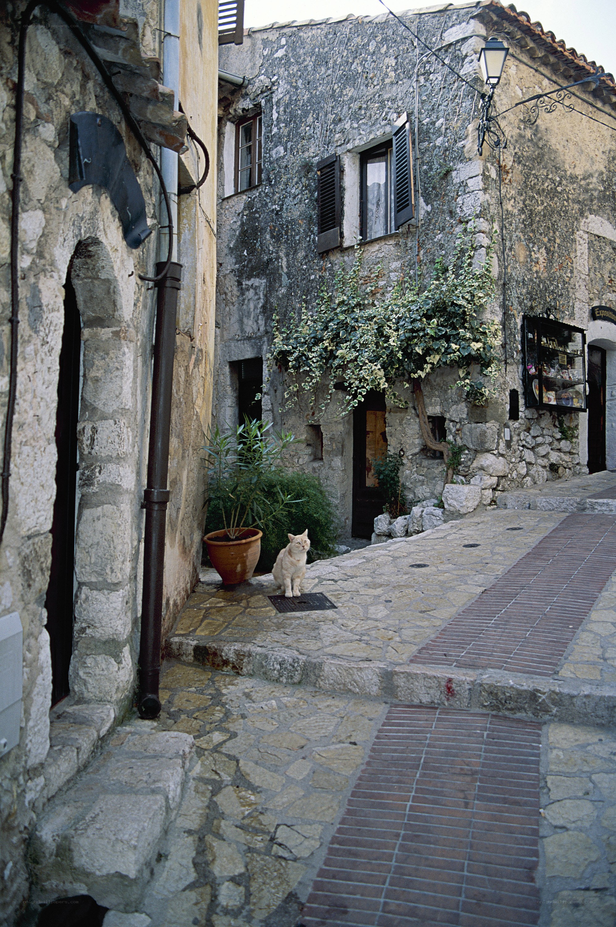 cat on a stone street