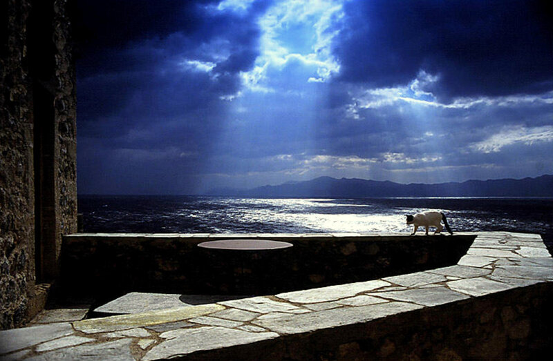 Cat on a stone terrace by the sea