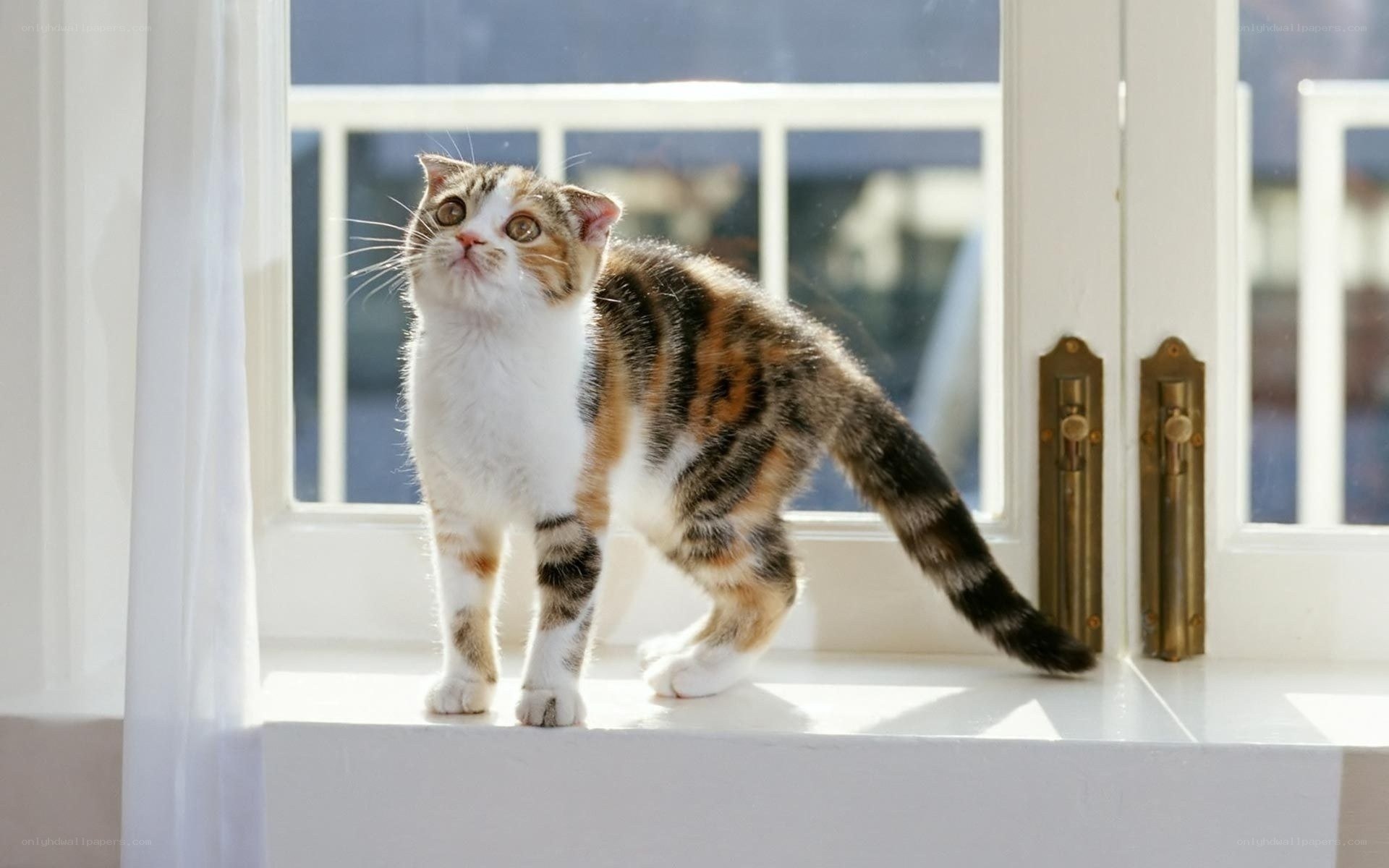 cat on a sunny windowsill