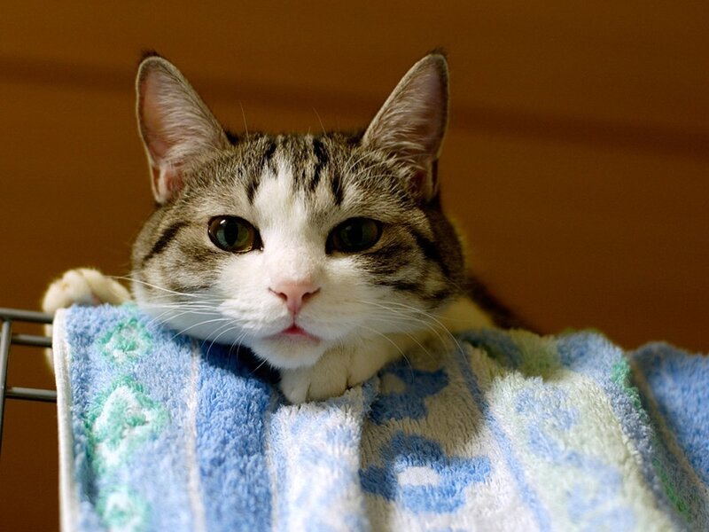 cat on a towel