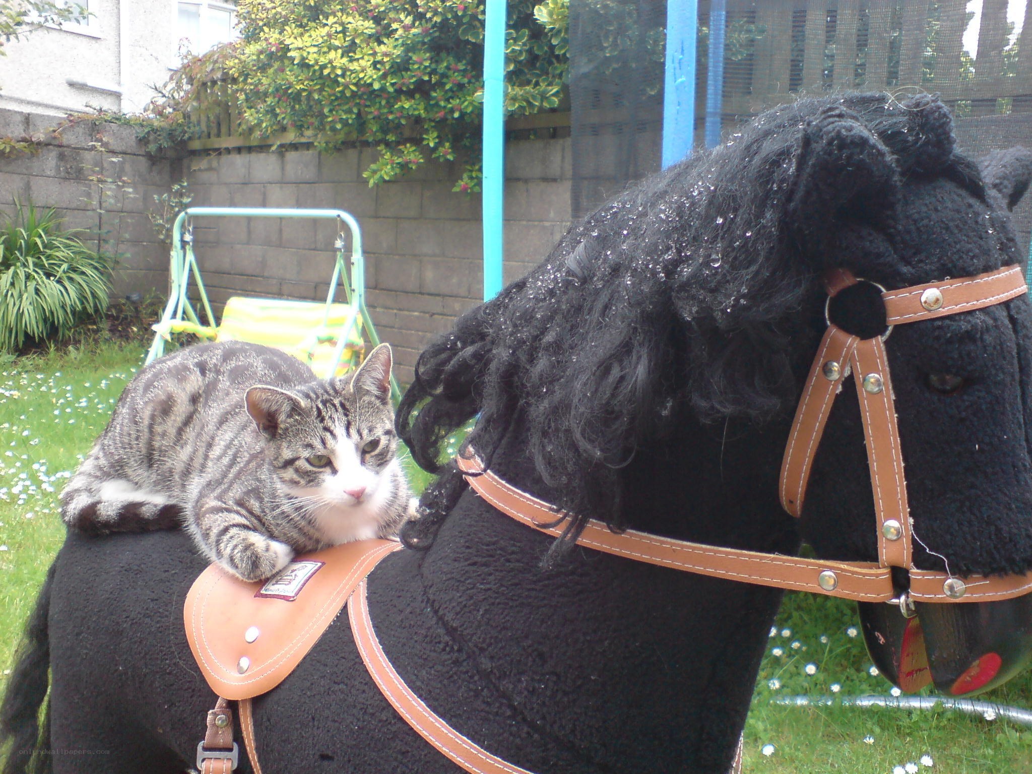 Cat on a toy horse