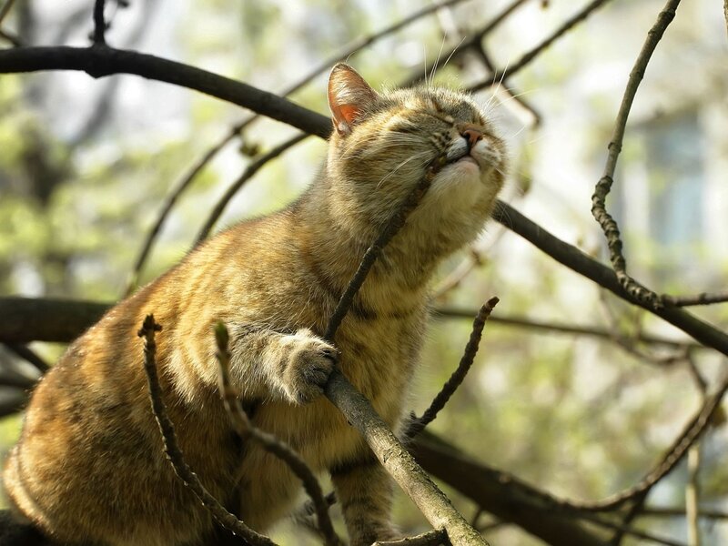 cat on a tree branch