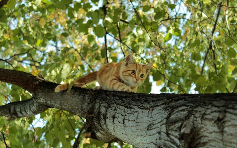 cat on a tree branch