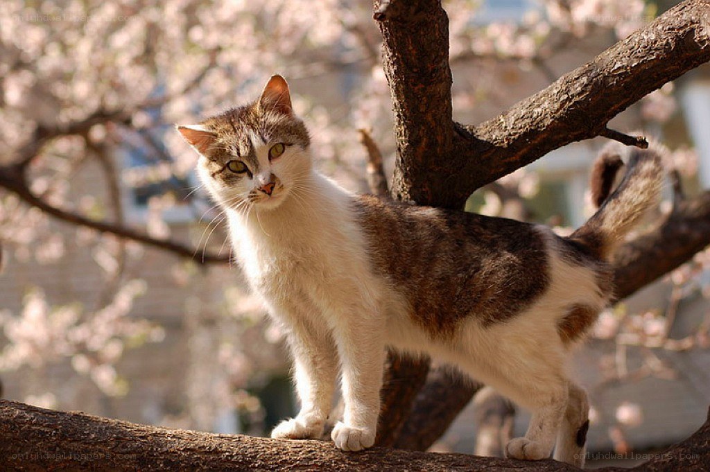 cat on a tree branch