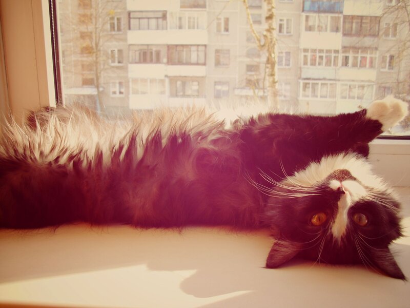 cat on a windowsill