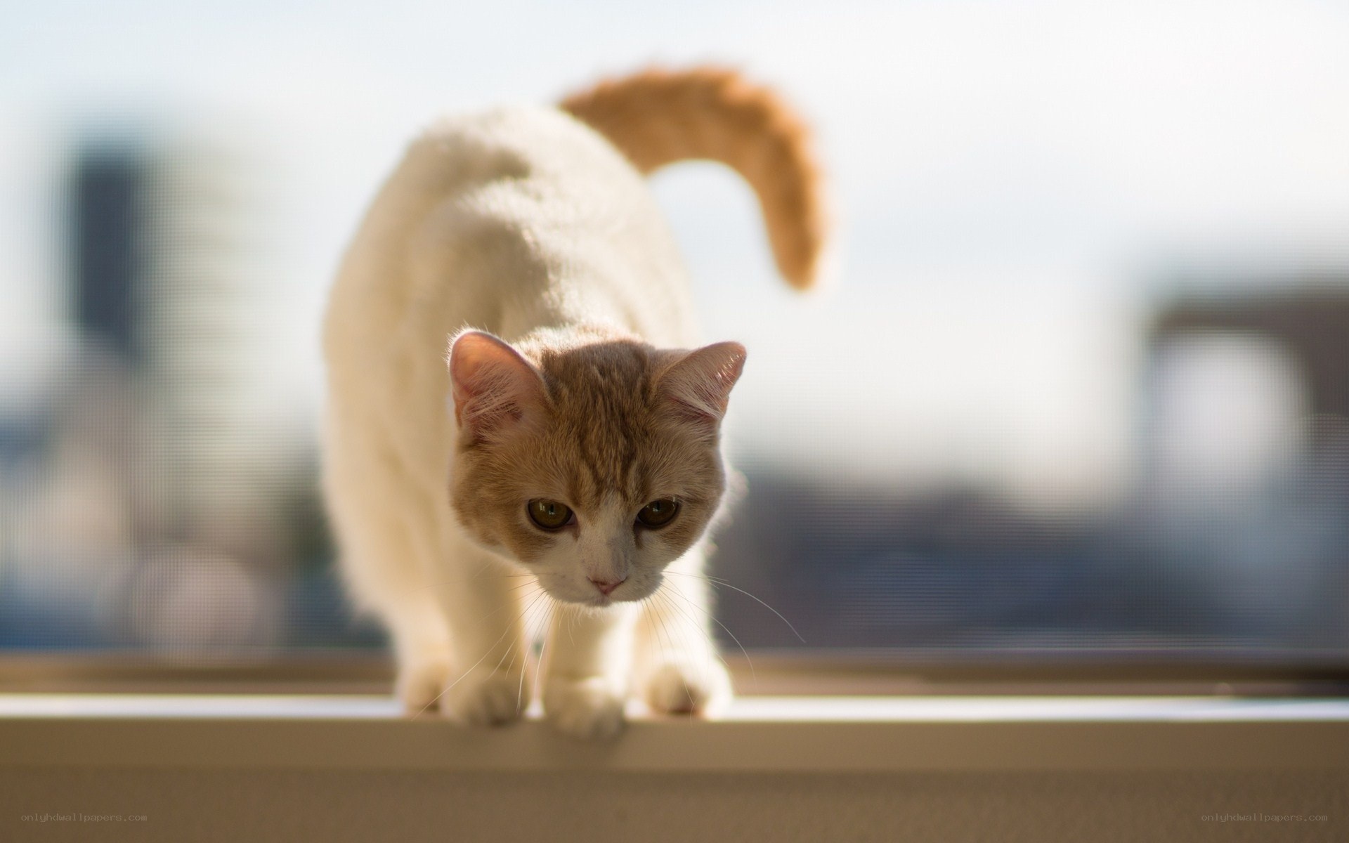 cat on a windowsill