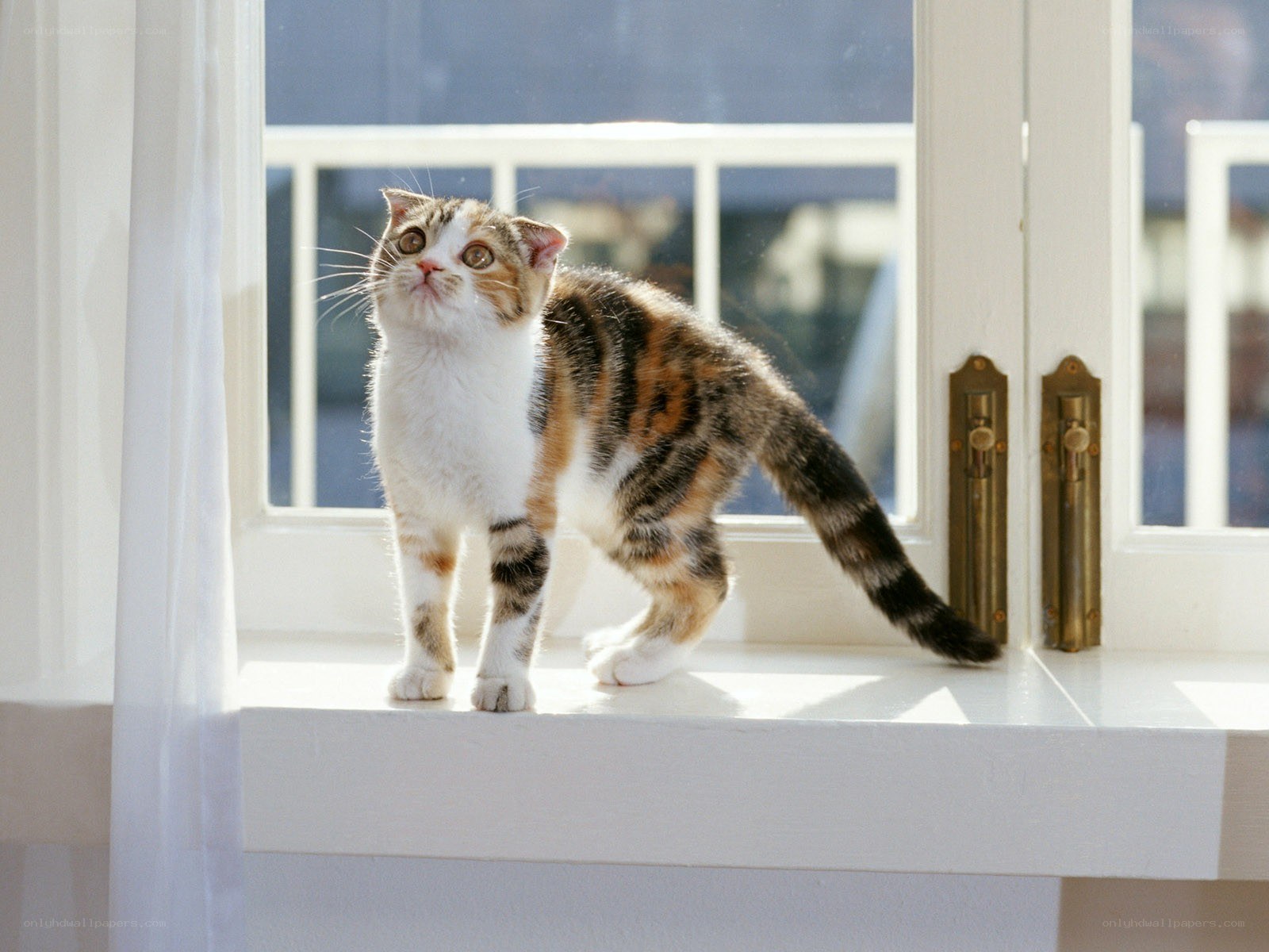 Cat on a windowsill