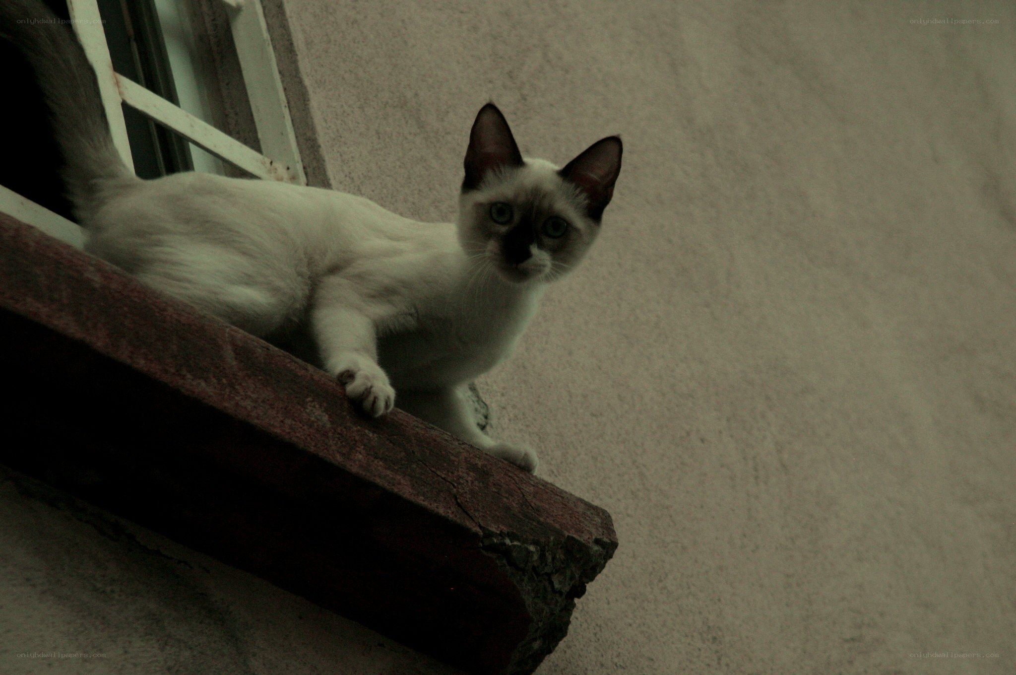 cat on a windowsill