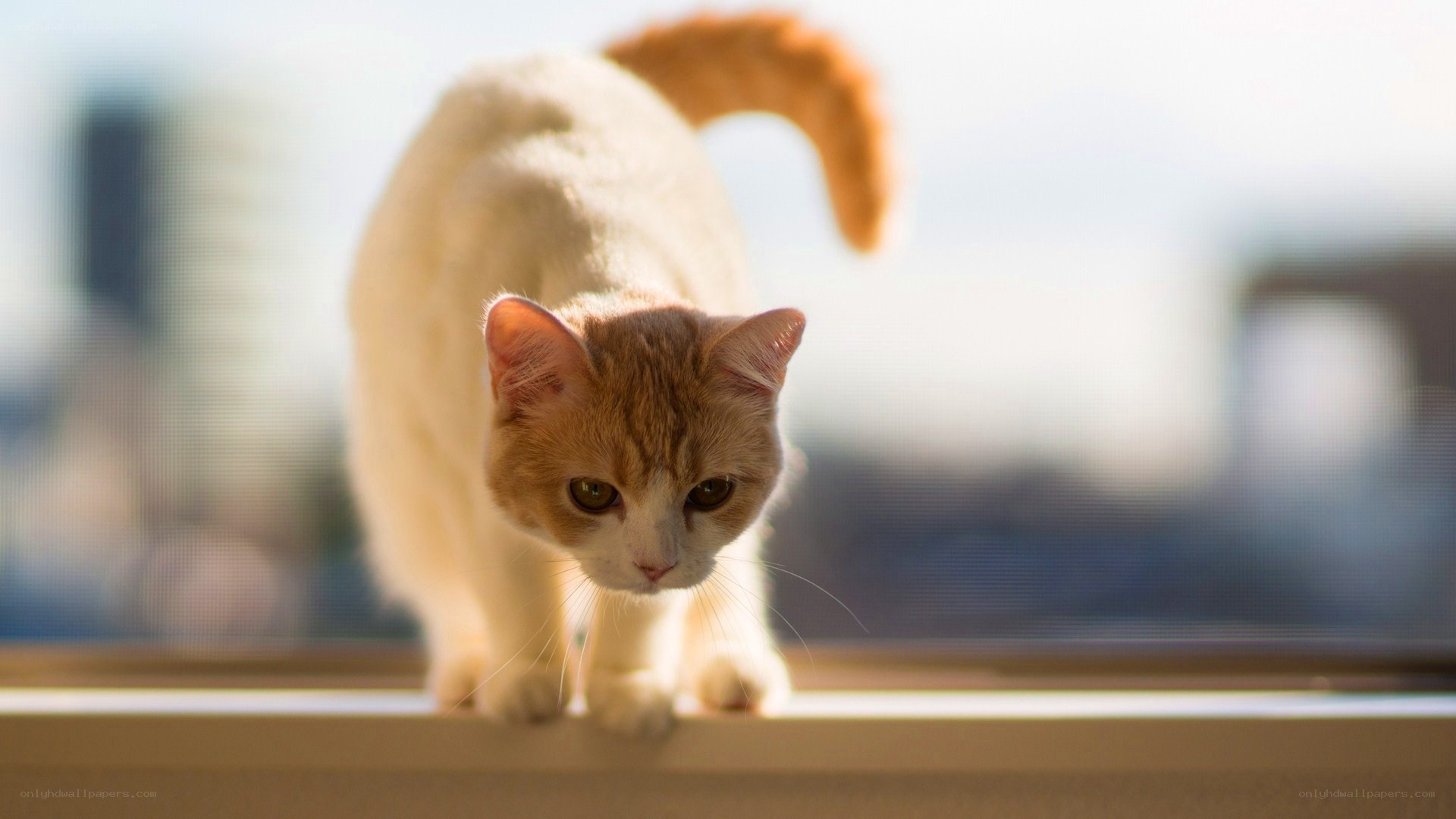 cat on a windowsill