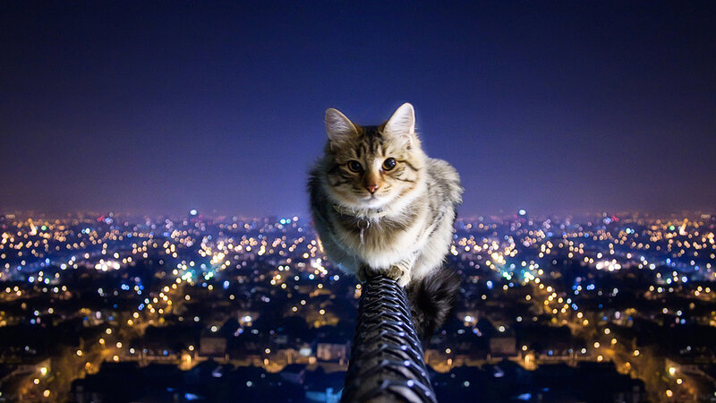 cat on a wire at night