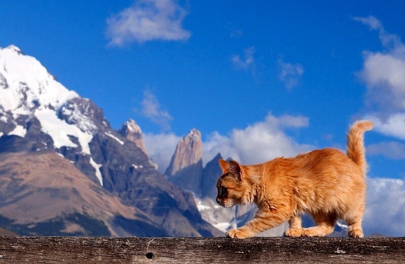 Cat on a wooden beam