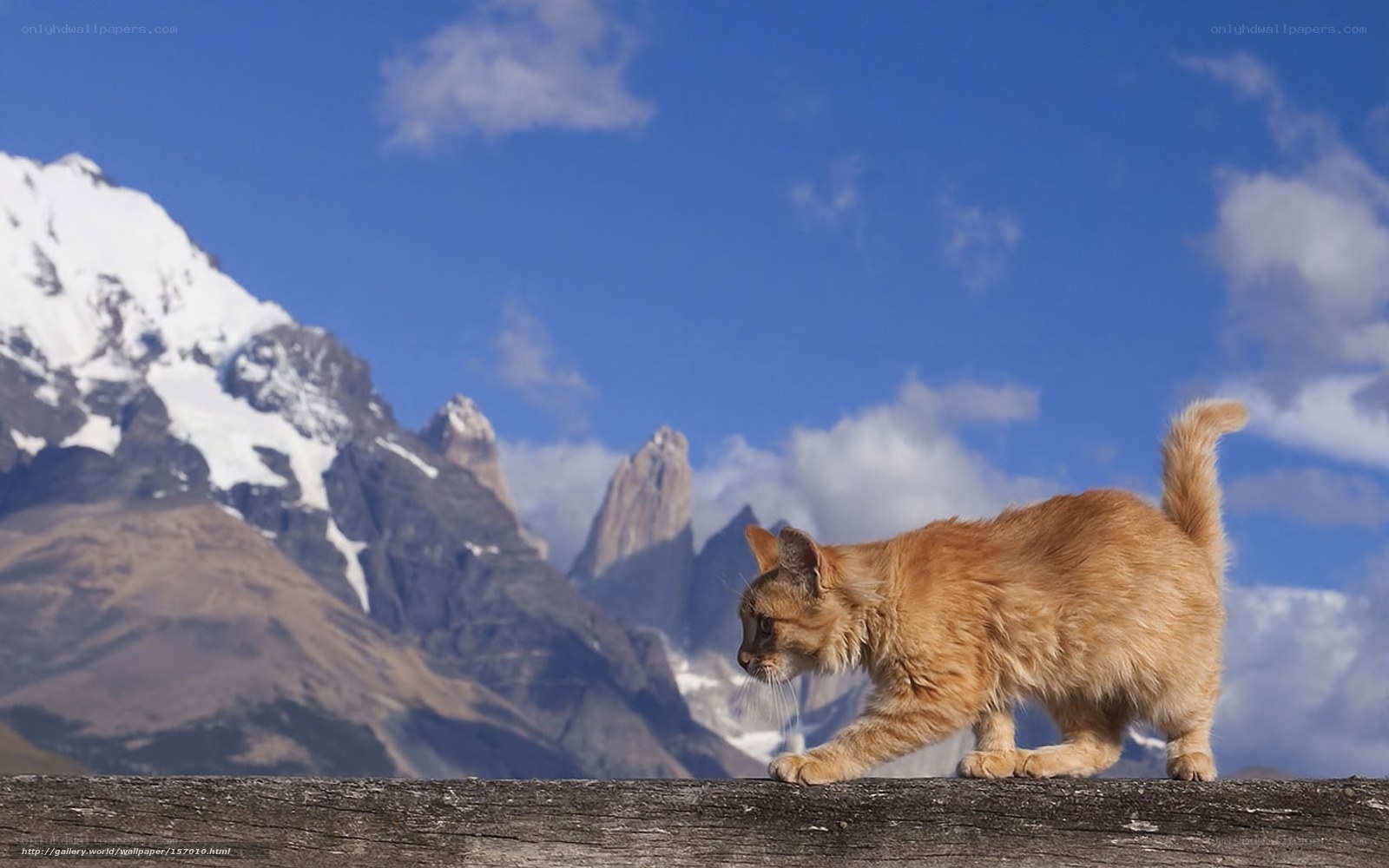 cat on a wooden beam