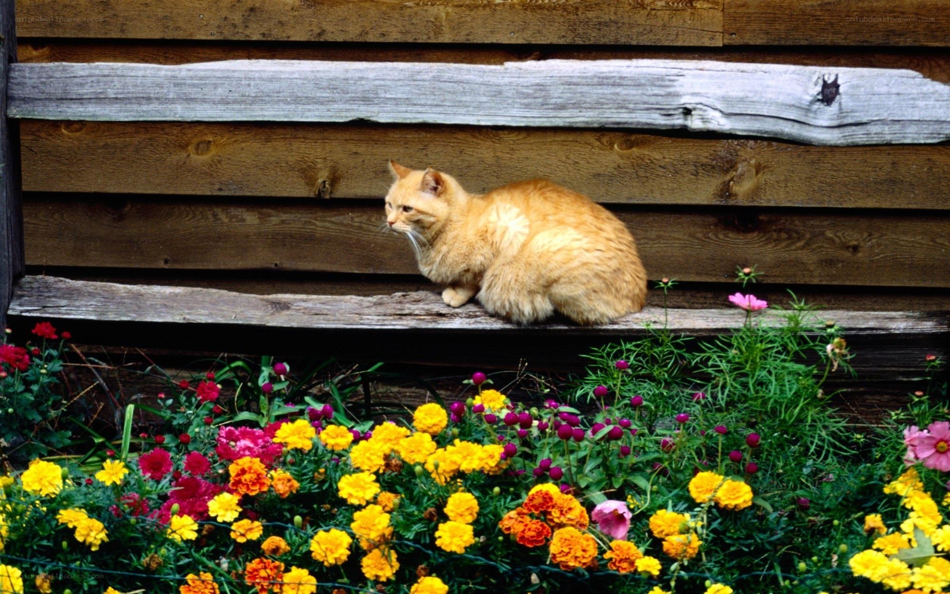 Cat on a wooden bench