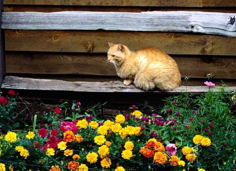 Cat on a wooden bench