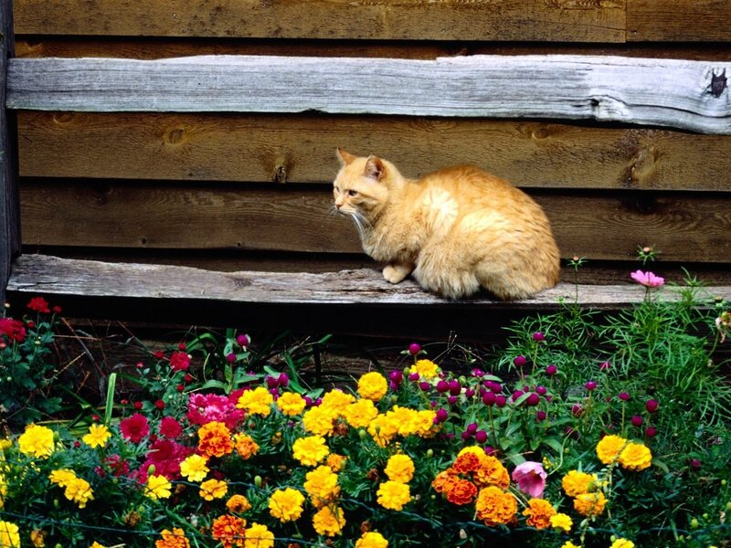 Cat on a wooden bench