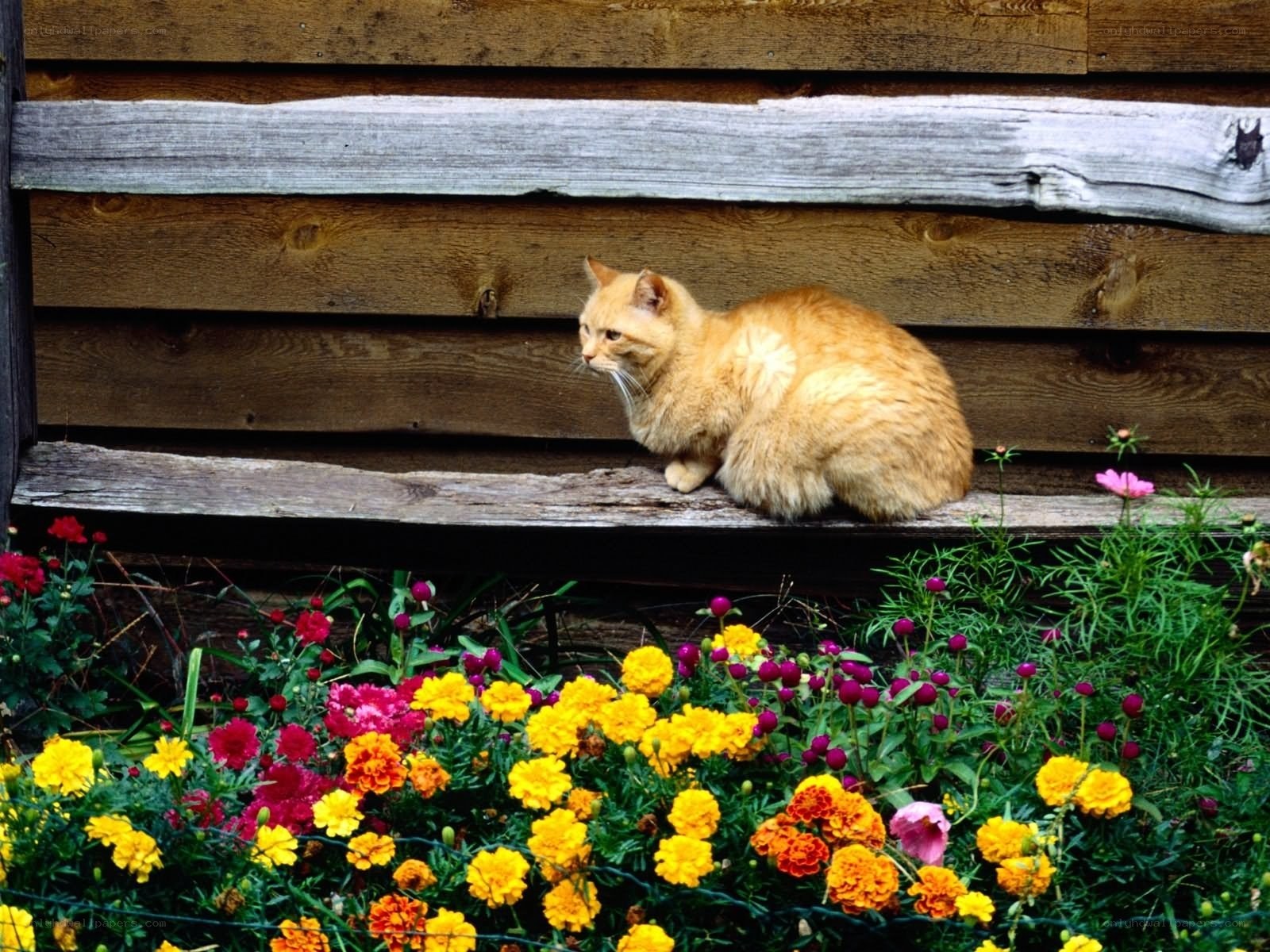 Cat on a wooden bench
