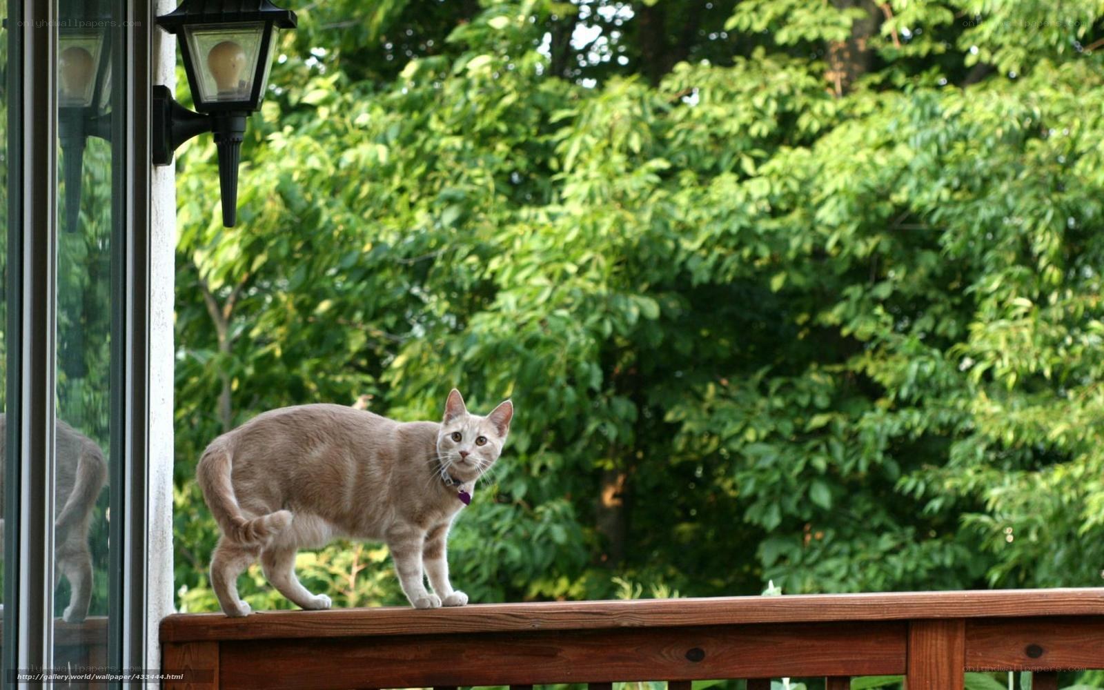 cat on a wooden deck