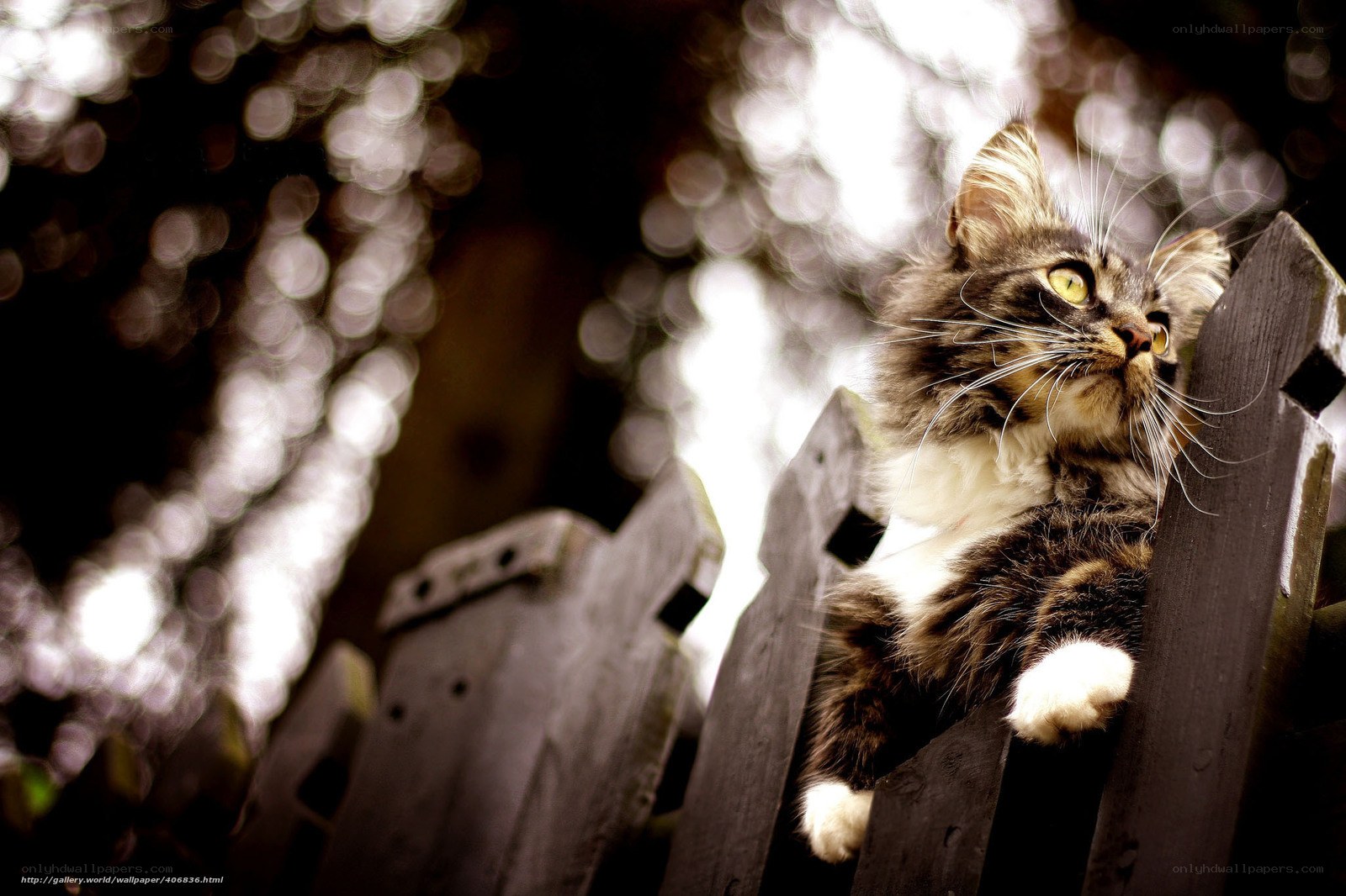 Cat on a wooden fence