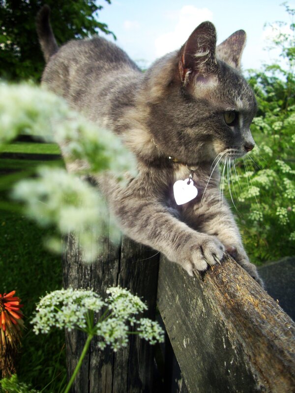 cat on a wooden fence