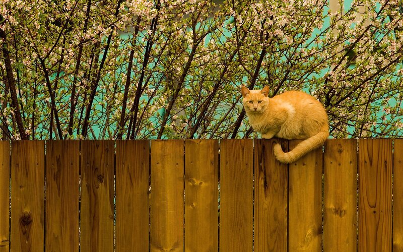 Cat on a wooden fence