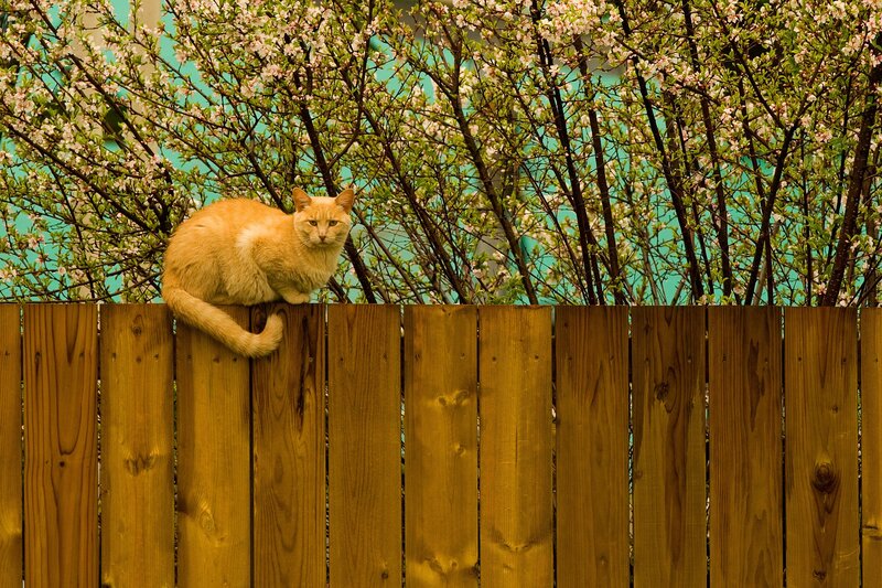 Cat on a wooden fence