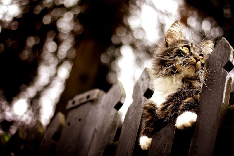 cat on a wooden fence