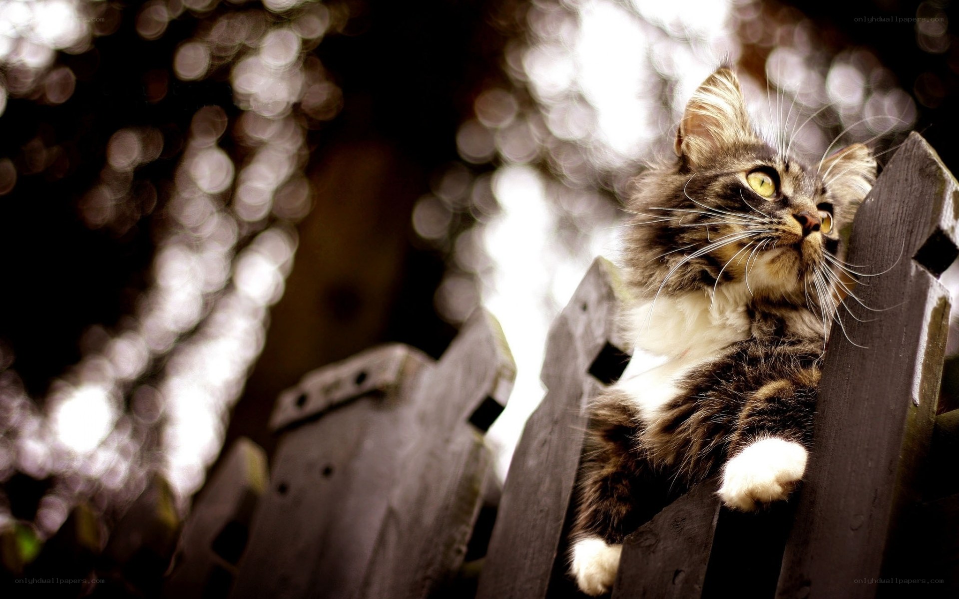 cat on a wooden fence