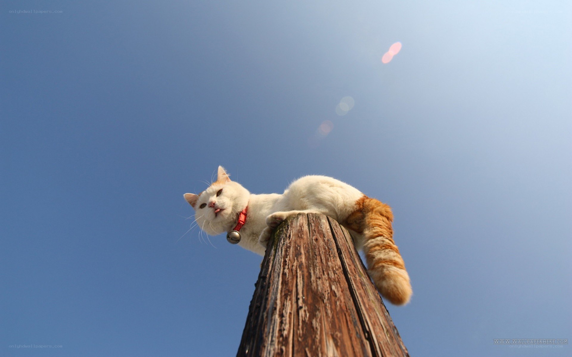 cat on a wooden pole
