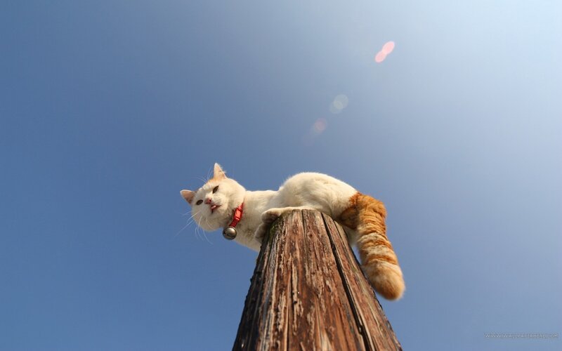 cat on a wooden pole