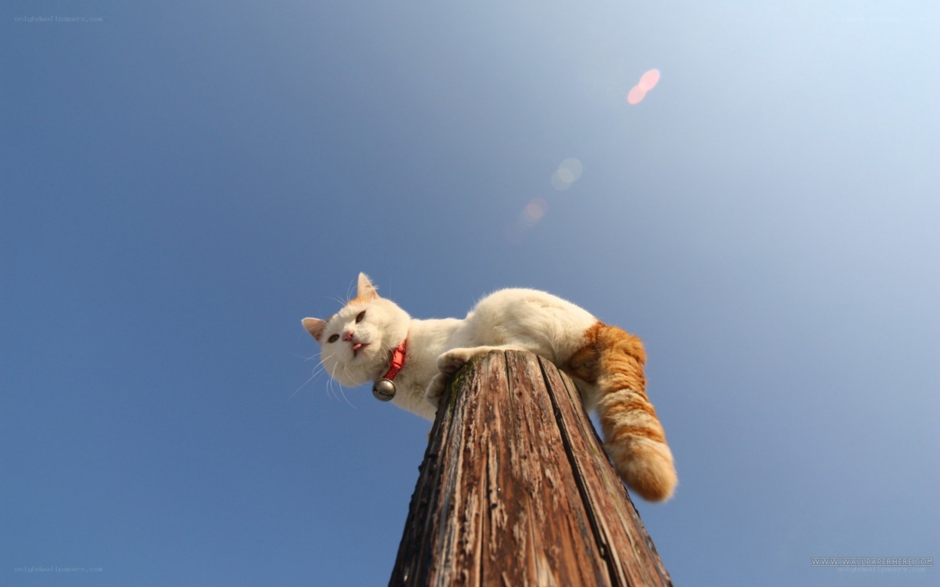 cat on a wooden pole