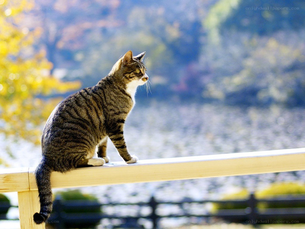 Cat on a wooden railing