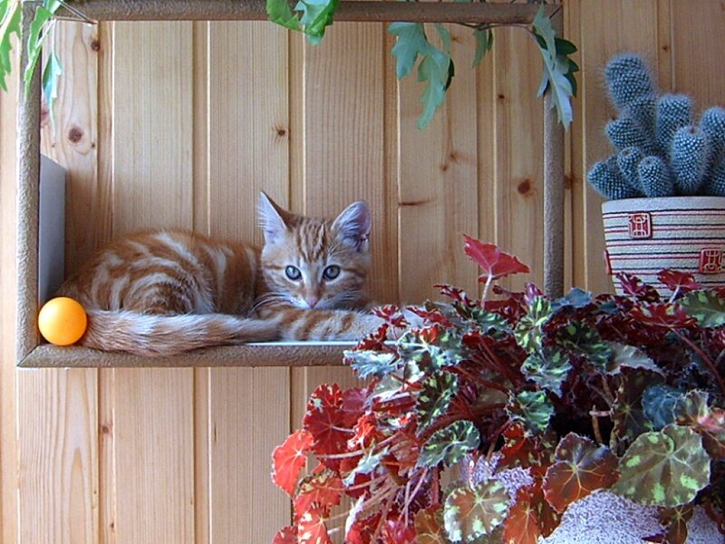 Cat on a wooden shelf