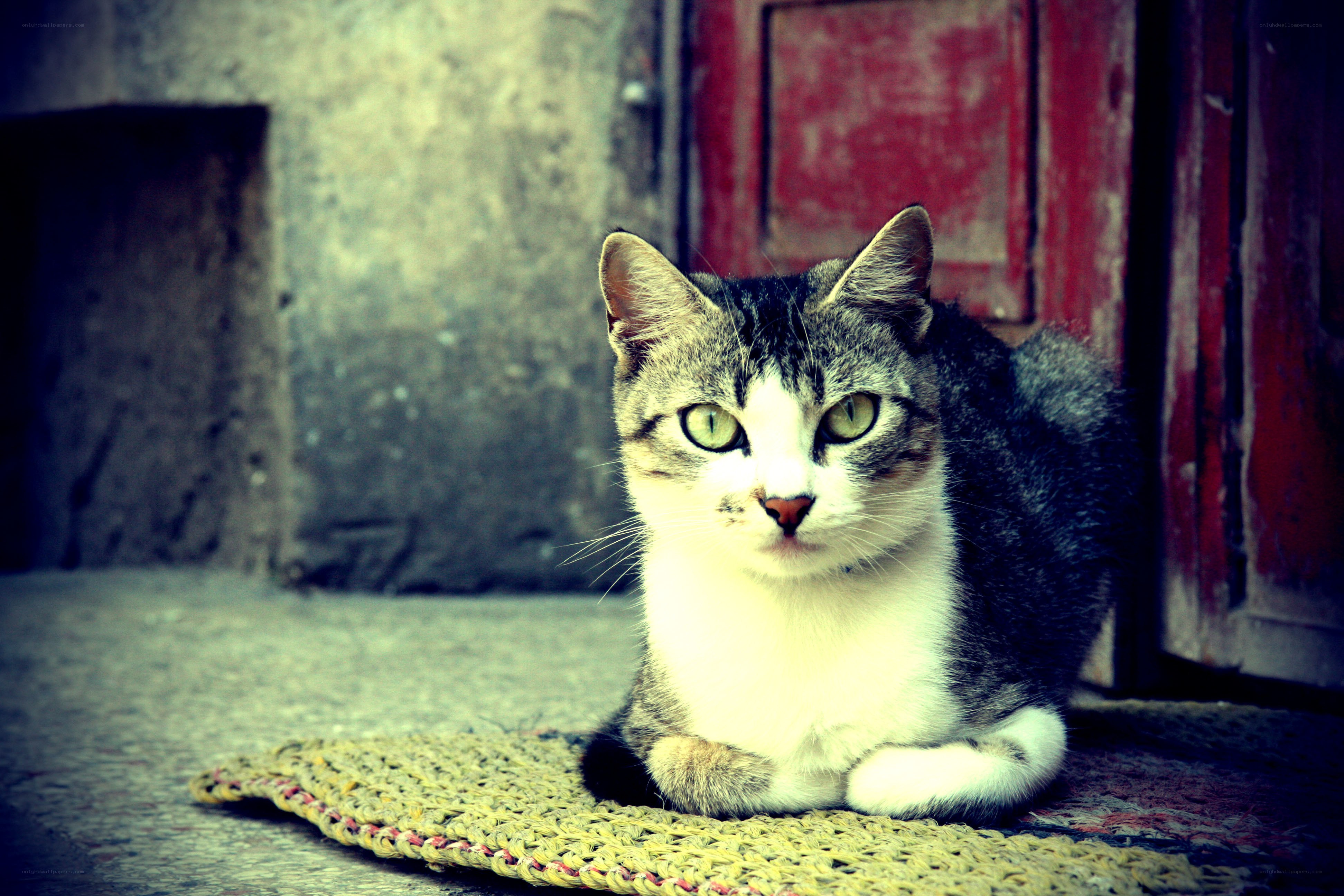 cat on a woven mat