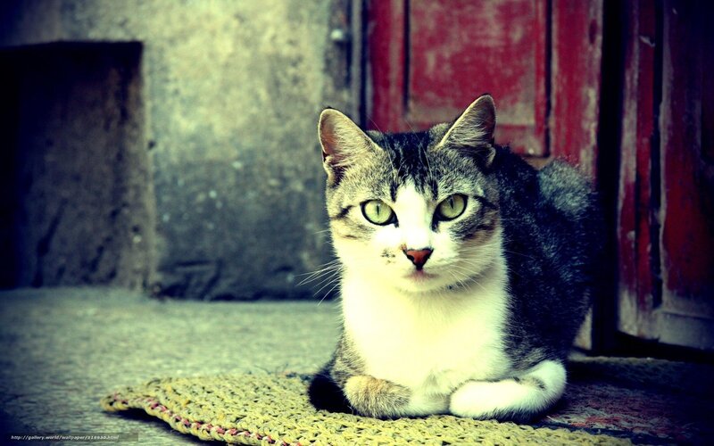 cat on a woven mat