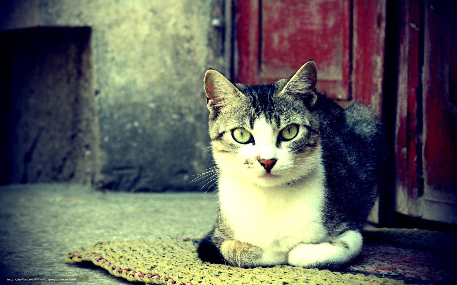 cat on a woven mat