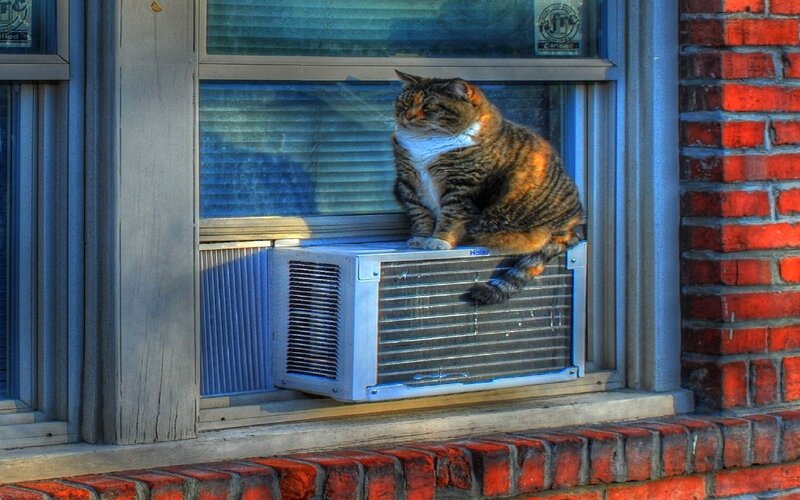 Cat on air conditioner unit