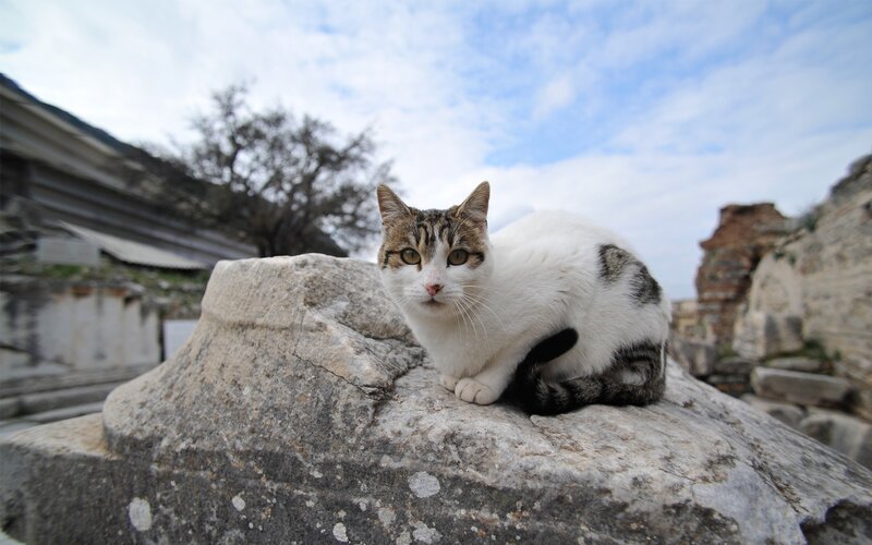 cat on ancient stone