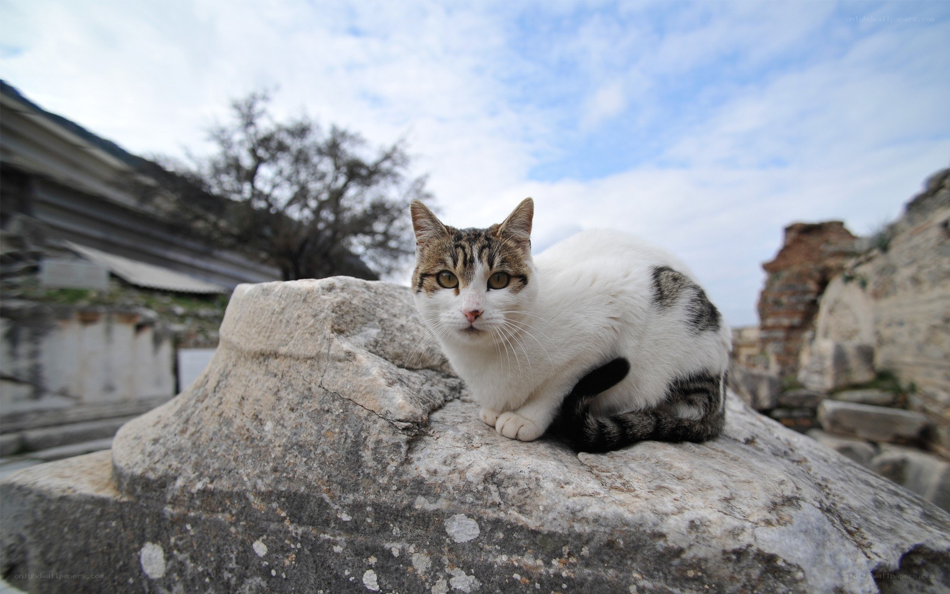 cat on ancient stone