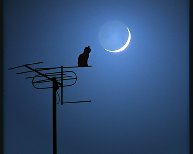 Cat on Antenna