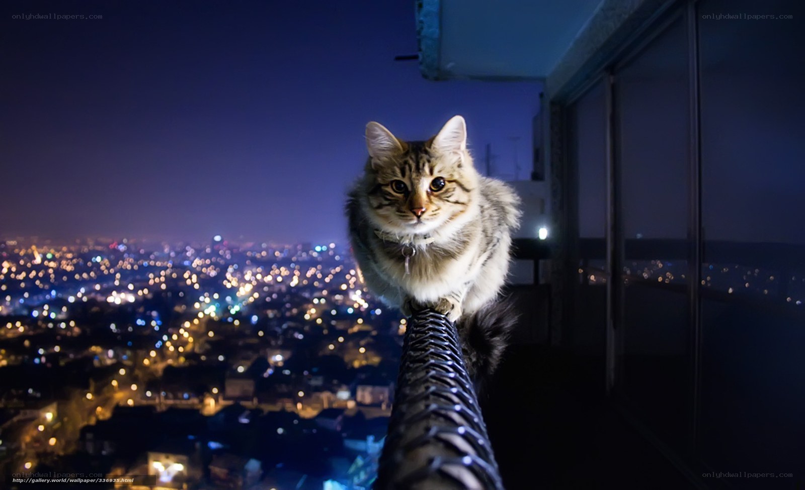 cat on balcony at night