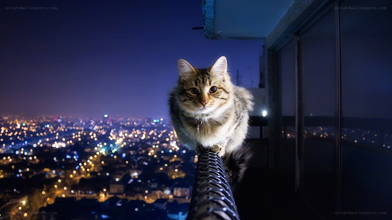 cat on balcony at night